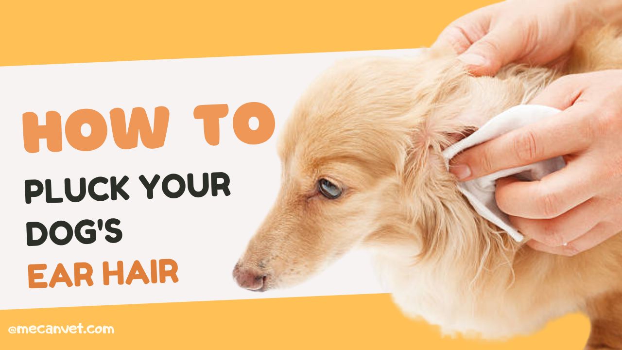 Guide to Removing Dog Ear Hair Pet Health Advice